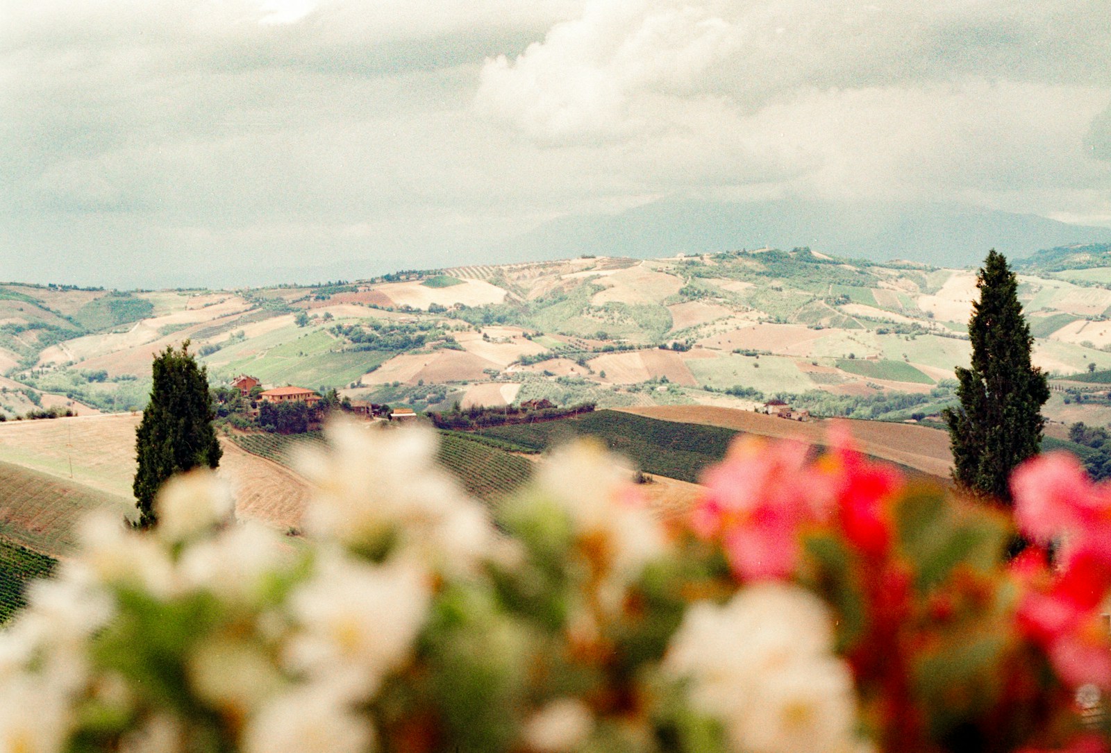 Tuscany — rolling hills, cypress rows, golden light
